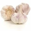 Garlic Thermidrôme | 1 Head (bulb) -Plants outlet store BU30003085 5f7f