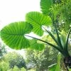 Alocasia Macrorrhiza | 1 Bulb 1 Alocasia Macrorrhiza | 1 Bulb -Plants outlet store BU30003135 160b