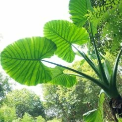Alocasia Macrorrhiza | 1 Bulb