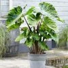 Colocasia Esculenta Mojito | 1 Bulb -Plants outlet store BU30003153 be7b