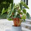 Colocasia Esculenta Hawaiian Punch | 1 Bulb -Plants outlet store BU30003154 832a