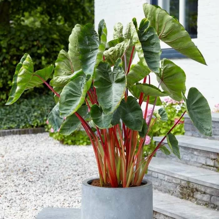 Colocasia Esculenta Hawaiian Punch | 1 Bulb 3 Colocasia Esculenta Hawaiian Punch | 1 Bulb