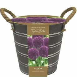 Outdoor Metal Bucket Alliums | Gift Set