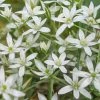 Ornithogalum Umbellatum | 10 Bulbs 1 Ornithogalum Umbellatum | 10 Bulbs -Plants outlet store BU30003349 4f9c