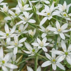 Ornithogalum Umbellatum | 10 Bulbs