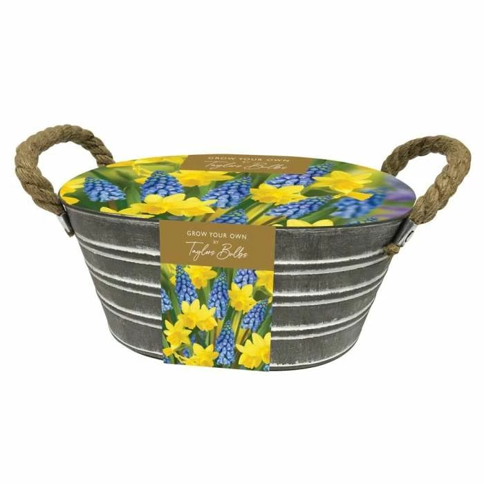 Daffodil And Muscari Outdoor Metal Trough Gift Set | Gift Set 3 Daffodil And Muscari Outdoor Metal Trough Gift Set | Gift Set