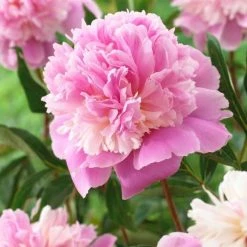Paeonia Lactiflora Sorbet | Bare Root Plant