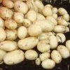 Potato Maris Piper | 5 Tuber Taster Pack -Plants outlet store BU30003565 68b9