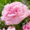 Paeonia Lactiflora Doctor Alexander Fleming | Bare Root Plant -Plants outlet store BU30003625 0e70