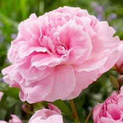 Paeonia Lactiflora Doctor Alexander Fleming | Bare Root Plant