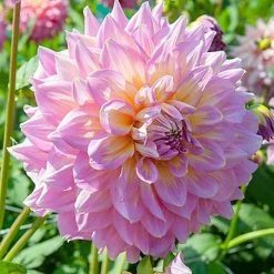 Dahlia Kidd's Climax | 1 Tuber