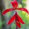 Sprekelia Formosissima | 1 Bulb -Plants outlet store BU30003694 a95c