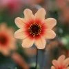 Dahlia Happy Single Date ('HS Date') (PBR) (Happy Single Series) | 1 Tuber -Plants outlet store BU30003695 7157