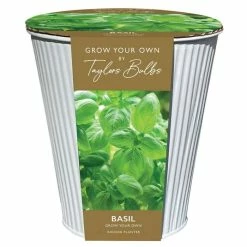Indoor Basil Gift Set | Gift Set