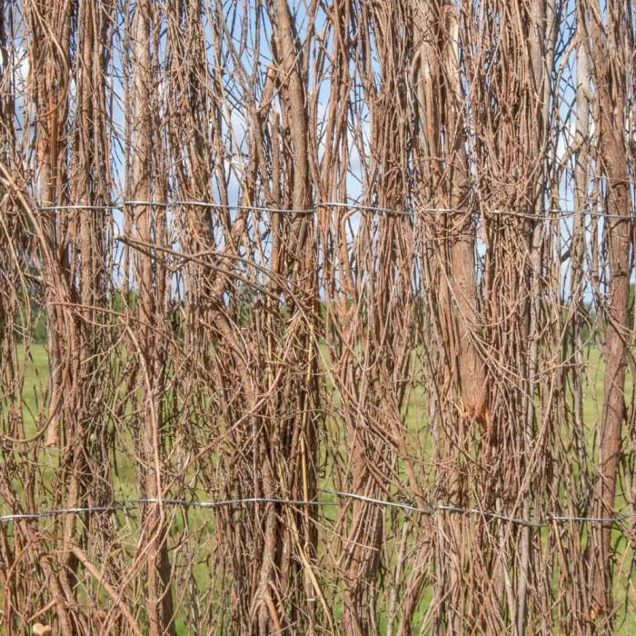 Brushwood Thatch Natural Fencing Screening Rolls (Thick) 4.0m X 1.8m (13ft 1in X 6ft) - By Papillon™ 6 Brushwood Thatch Natural Fencing Screening Rolls (Thick) 4.0m X 1.8m (13ft 1in X 6ft) - By Papillon™ - Image 4