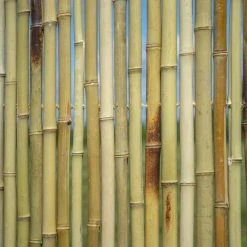 Thick White Bamboo Fencing Screening Roll 1.9m X 1.8m (6ft 2in X 5ft 11in) - By Papillon™ 16 Thick White Bamboo Fencing Screening Roll 1.9m X 1.8m (6ft 2in X 5ft 11in) - By Papillon™ -Plants outlet store GS0125 add image 2 ce82