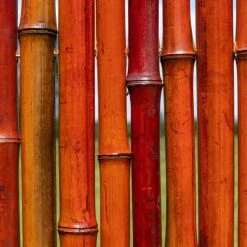Thick Red Bamboo Fencing Screening Roll 1.9m X 1.8m (6ft 2in X 6ft) - By Papillon™ -Plants outlet store GS0146 add image 2 592d