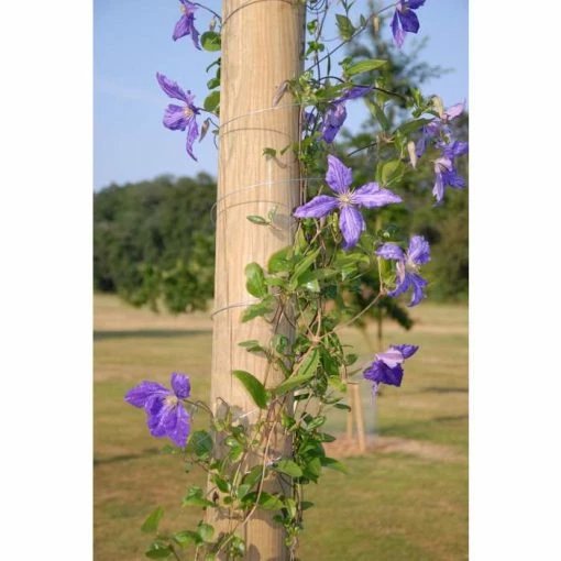 4m Climbing Plant Pole -Plants outlet store GS0162B main image cb0c