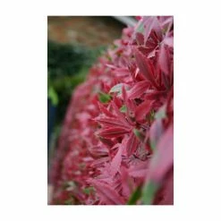 Extendable Artificial Red Acer Fencing Screening Trellis 2.0m X 1.0m (6ft 7in X 3ft 3in) - By Papillon™ 9 Extendable Artificial Red Acer Fencing Screening Trellis 2.0m X 1.0m (6ft 7in X 3ft 3in) - By Papillon™ -Plants outlet store GS0394 add image 2 86e4