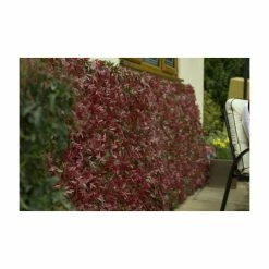 Extendable Artificial Red Acer Fencing Screening Trellis 2.0m X 1.0m (6ft 7in X 3ft 3in) - By Papillon™ 10 Extendable Artificial Red Acer Fencing Screening Trellis 2.0m X 1.0m (6ft 7in X 3ft 3in) - By Papillon™ -Plants outlet store GS0394 add image 3 c9d0