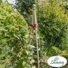 190cm Sage Wooden Obelisk Plant Support By Lacewing™ -Plants outlet store GS0402 main image acf0