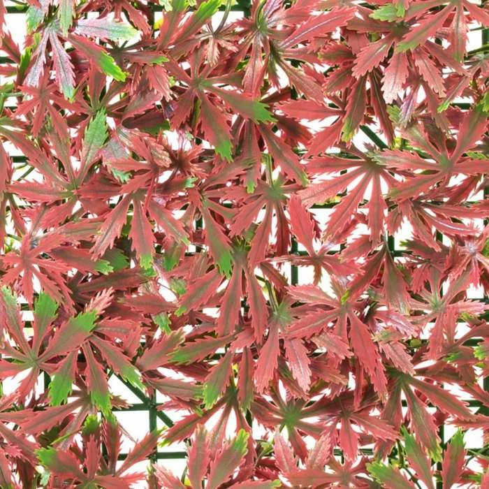 50x50cm Red Acer Artificial Hedge Panel (1ft 7in X 1ft 7in) - By Papillon™ 4 50x50cm Red Acer Artificial Hedge Panel (1ft 7in X 1ft 7in) - By Papillon™ - Image 2