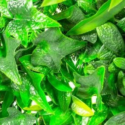 1x1m Artificial Mixed Plants Red Rose Green Wall Hedge Panel (3ft 3in X 3ft 3in) - By Papillon™ 15 1x1m Artificial Mixed Plants Red Rose Green Wall Hedge Panel (3ft 3in X 3ft 3in) - By Papillon™ -Plants outlet store GS11021 add image 3 f54d