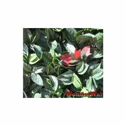 1m American Beech Hedge Cover Artificial Screening