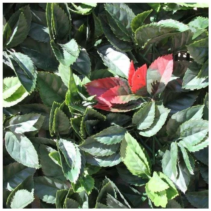 1m American Beech Hedge Cover Artificial Screening 4 1m American Beech Hedge Cover Artificial Screening - Image 2