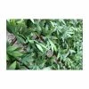 1m X 2m Extendable Artificial Green Acer Screening Trellis 2 1m X 2m Extendable Artificial Green Acer Screening Trellis -Plants outlet store GS8011 main image 4eb8
