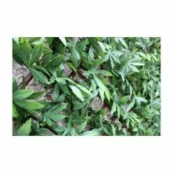 1m X 2m Extendable Artificial Green Acer Screening Trellis