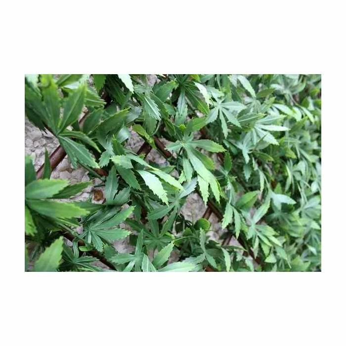 1m X 2m Extendable Artificial Green Acer Screening Trellis 3 1m X 2m Extendable Artificial Green Acer Screening Trellis
