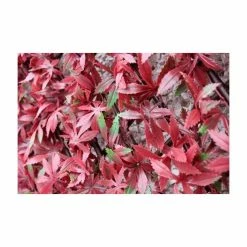 1m X 2m Extendable Artificial Red Acer Screening Trellis