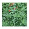 1m X 1m Artificial Shutter Grass With Anthurium Screening Hedge Panel -Plants outlet store GS8018 main image 8e4d