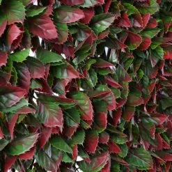 1 X 2m Red Variegated Beech Extendable Trellis Artificial Screening