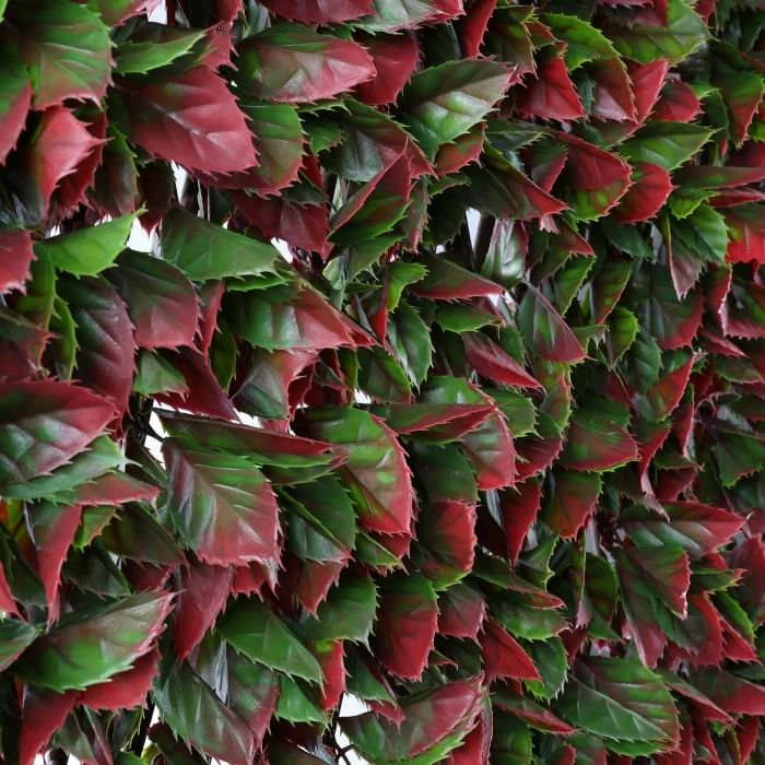 1 X 2m Red Variegated Beech Extendable Trellis Artificial Screening 3 1 X 2m Red Variegated Beech Extendable Trellis Artificial Screening