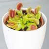 Dionaea Muscipula | 8.5cm Pot 2 Dionaea Muscipula | 8.5cm Pot -Plants outlet store HP30000047 2348
