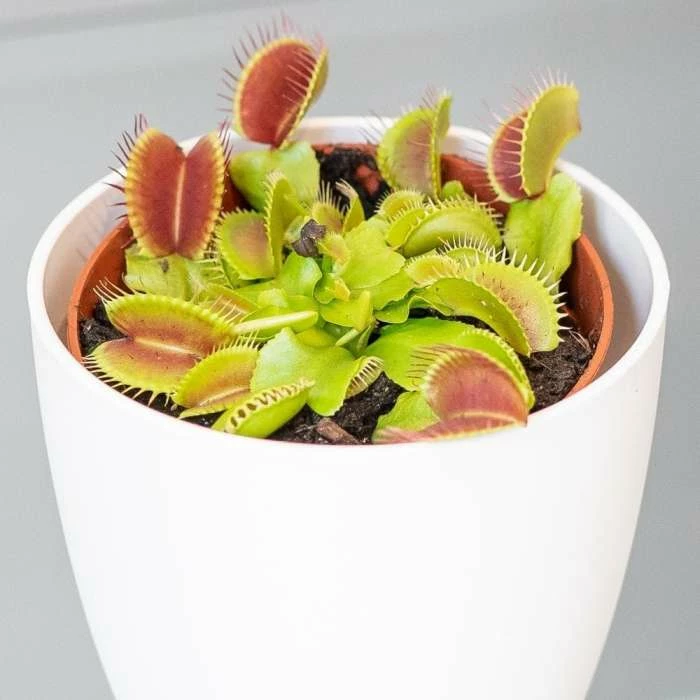 Dionaea Muscipula | 8.5cm Pot 3 Dionaea Muscipula | 8.5cm Pot