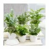 Starter Fern | 6cm Pot 1 Starter Fern | 6cm Pot -Plants outlet store HP30000100 f104