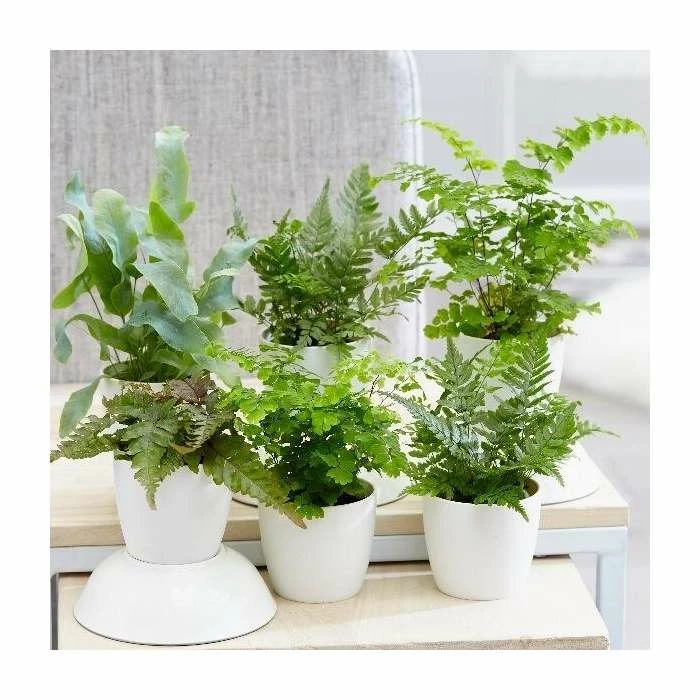 Starter Fern | 6cm Pot 3 Starter Fern | 6cm Pot