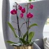 Phalaenopsis Grandiflorum Rio Grande | 12cm Pot -Plants outlet store HP30000161 d600