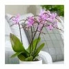 Phalaenopsis Pink Willd Orchid | 12cm Pot 2 Phalaenopsis Pink Willd Orchid | 12cm Pot -Plants outlet store HP30000163 d2d9