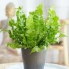 Asplenium Nidus Crispy Wave (PBR) | 12cm Pot -Plants outlet store HP30000168 680a
