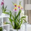 Miltonia Sunset | 12cm Pot -Plants outlet store HP30000184 2a0a