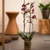 Phalaenopsis Kaoda Twinkle ('Chocolate Drops') | 12cm Pot 2 Phalaenopsis Kaoda Twinkle ('Chocolate Drops') | 12cm Pot -Plants outlet store HP30000239 5f99