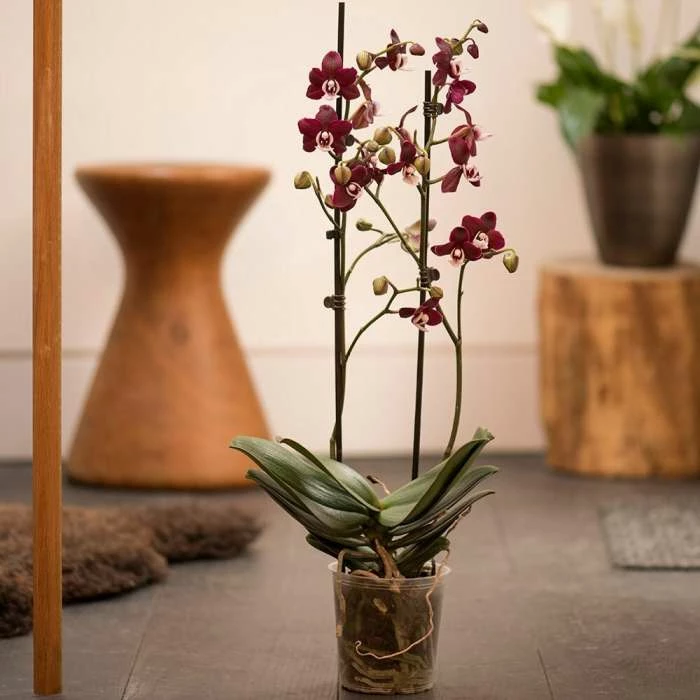 Phalaenopsis Kaoda Twinkle ('Chocolate Drops') | 12cm Pot 3 Phalaenopsis Kaoda Twinkle ('Chocolate Drops') | 12cm Pot