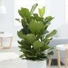Ficus Lyrata | 34cm Pot -Plants outlet store HP30000324 d12d