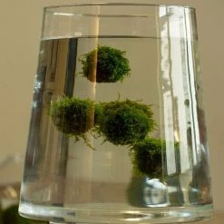 Floating Ball With Javamoss | Single