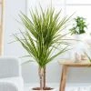 Dracaena Marginata Sunray (PBR) | 17cm Pot 2 Dracaena Marginata Sunray (PBR) | 17cm Pot -Plants outlet store HP30000410 3e9e