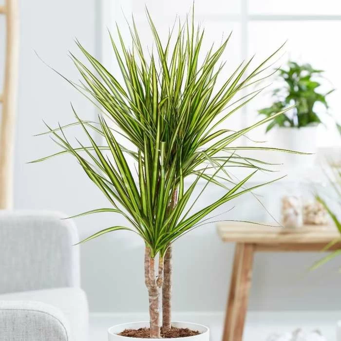 Dracaena Marginata Sunray (PBR) | 17cm Pot 3 Dracaena Marginata Sunray (PBR) | 17cm Pot